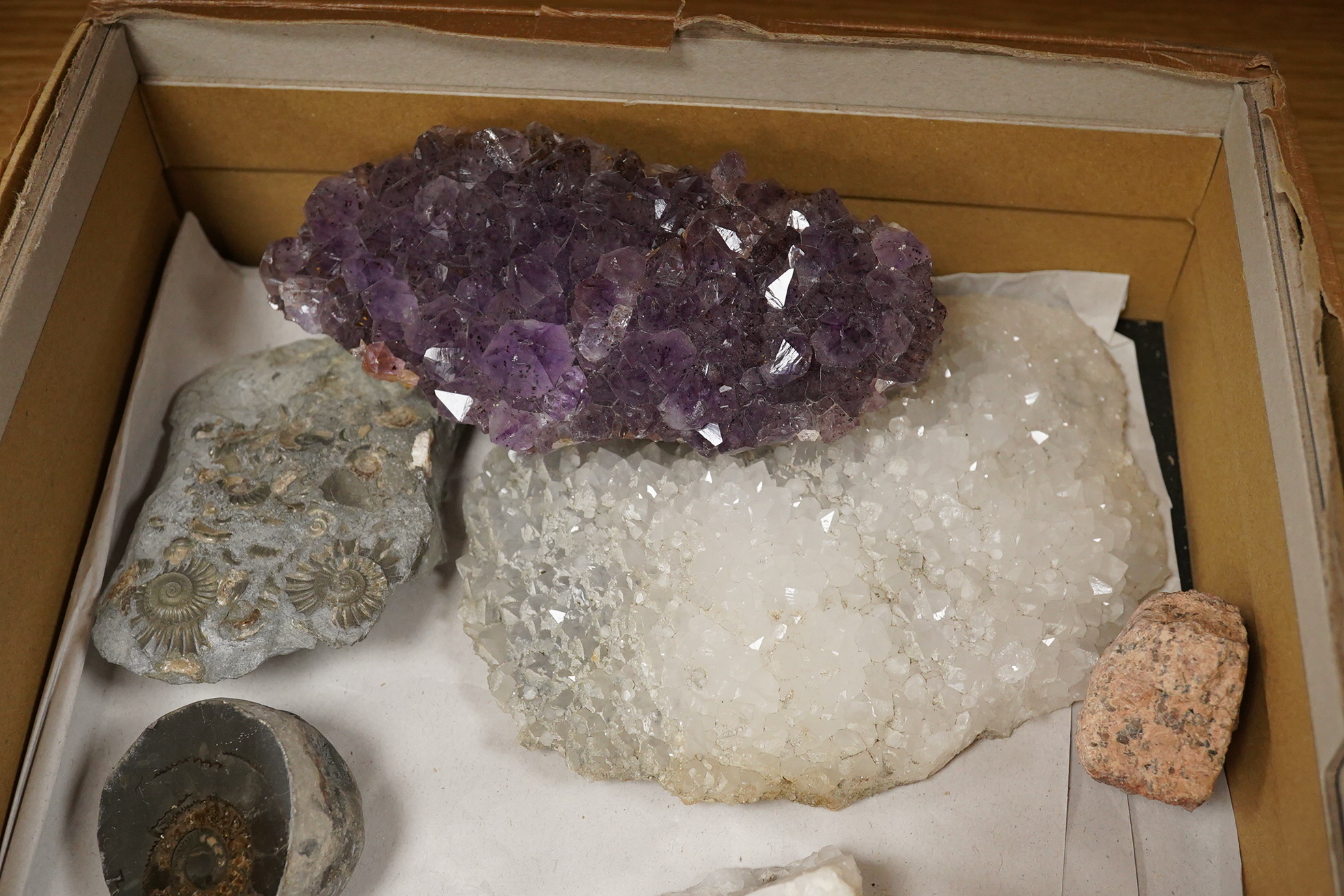 A collection of mineral specimens including quartz, together with fossilised leaves and ammonites on matrix